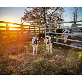 Dunghutti Country (Kempsey, NSW) by Melissa Freeman 