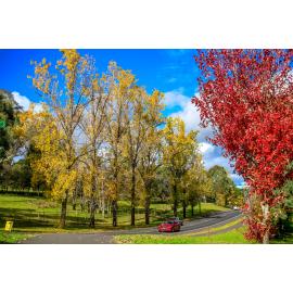 Anaiwan Country  (Armidale, NSW) by Thai Nguyen