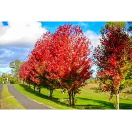 Anaiwan Country  (Armidale, NSW) by Thai Nguyen