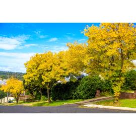 Anaiwan Country  (Armidale, NSW) by Thai Nguyen
