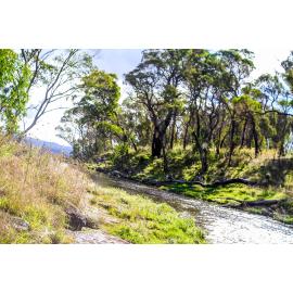 Gumbaynggirr Country (Northern Tablelands, NSW) by Thai Nguyen