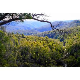 Gumbaynggirr Country (Northern Tablelands, NSW) by Thai Nguyen