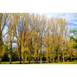 Anaiwan Country  (Armidale, NSW) by Thai Nguyen
