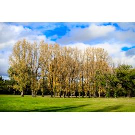 Anaiwan Country  (Armidale, NSW) by Thai Nguyen
