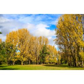 Anaiwan Country  (Armidale, NSW) by Thai Nguyen