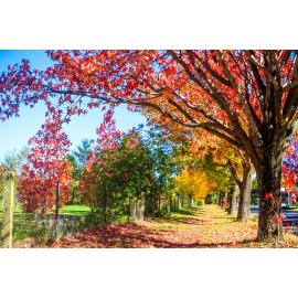 Anaiwan Country  (Armidale, NSW) by Thai Nguyen