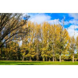 Anaiwan Country  (Armidale, NSW) by Thai Nguyen