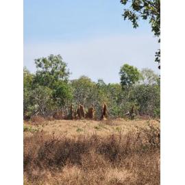 Woolwonga Country (Adelaide River, NT) by Susan Lewis 
