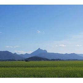 Bundjalung Country (Murwillumbah, NSW ) by Emily Hart