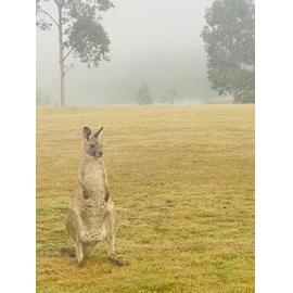Yuin Country (Broulee Island , NSW) by Hannah Fernie
