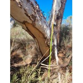 Banjima Country  (Pilbara, WA) by Colin Ahoy 
