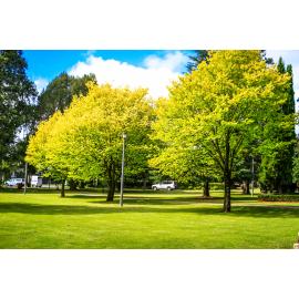 Anaiwan Country  (Armidale, NSW) by Thai Nguyen