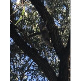Anaiwan Country  (Armidale, NSW) by Chatarina Gennydd Karandja Hupa Behar