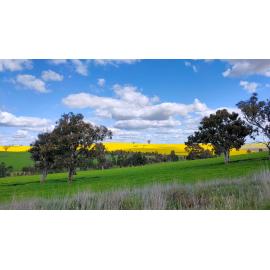Wiradjuri and Ngunnawal Country (Hilltops, NSW) by Sherelle Hogg 