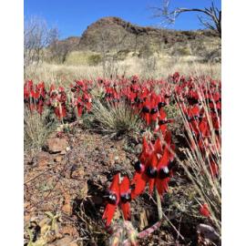 Adnyamathana Country (Flinders Ranges, SA) by Mijanou Reynolds