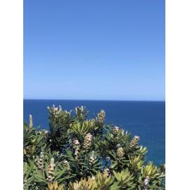 Gubbi Gubbi Country (Sunshine Coast, QLD) by Bess Jackson