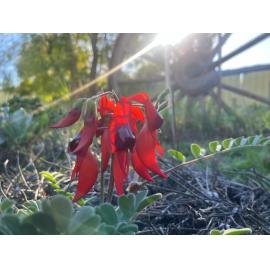 Wiljali Country (, NSW) by Danni Davies