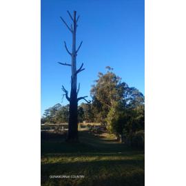 Gunaikurnai Country (East Gippsland, VIC) by Connie Tuck
