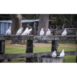 Bundjalung Country (Casino, NSW) by Chloe Simpson
