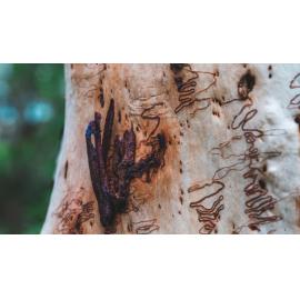 Dharug Country (NSW) by Tess Ezzy