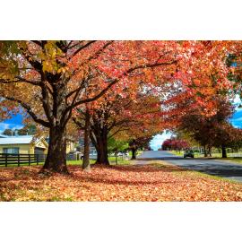 Aniwan Country (Uralla, NSW) by Thai Nguyen