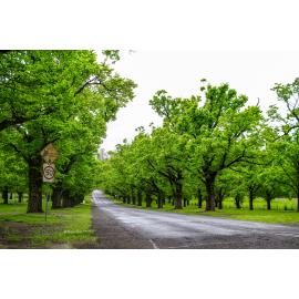 Anaiwan Country (Armidale, NSW) by Thai Nguyen