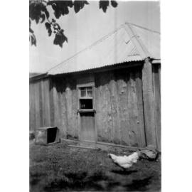 Chicken running past the back of house built of upright slabs with window and iron roof on farm near Guyra, c. 1930