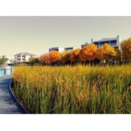 Kaurna Country (Mawson Lakes, SA) by Johhny Law