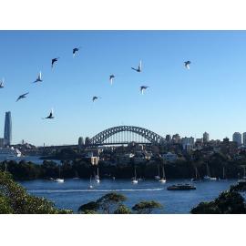 Cammeraygal Country and Borogegal Country (Mosman, NSW)  by Louise de Freitas