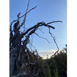Wiradjuri Country (Orange, NSW) by Lucy Willis
