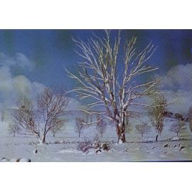 Snow scene, New England, NSW