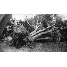 Fallen tree after tornado, Armidale, 1945