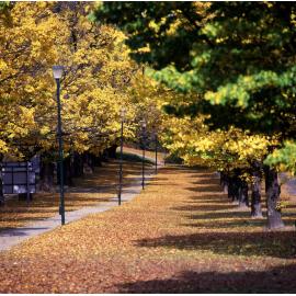 Elm Avenue, UNE, Autumn 1999