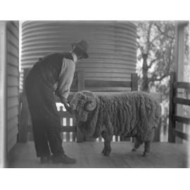 Stud Ram 290 held by [Belcher?]