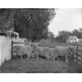 Stud Hog Rams 335, 320, 334
