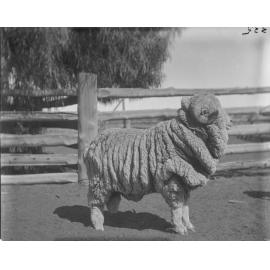 Stud Ram 335, August 1906