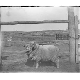 3rd Stud Ram 189