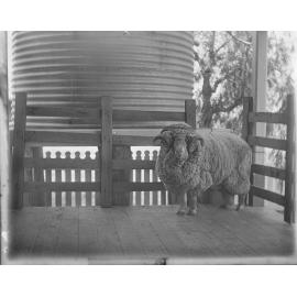 Stud Ram 181, 1905