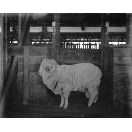 Stud Ram 32, 1906