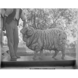 Stud Ram 290, held by "Mick"