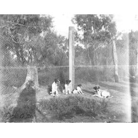 Four dogs sitting near a fence