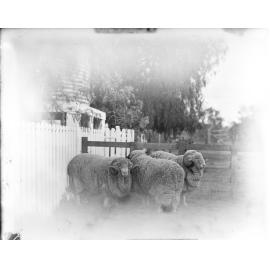 Stud Rams 176, 181, 290