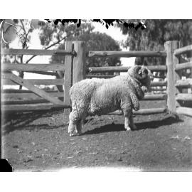 Stud Ram 356, August 1906