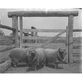 3rd Stud Rams