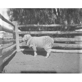 Stud H. R 378, 1906