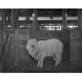 Stud Ram 327, 1906