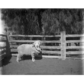 Stud Ram 349, 1906