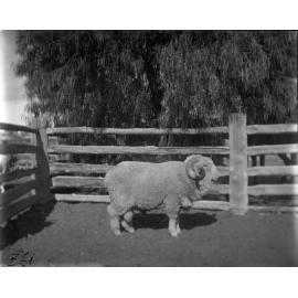Stud Ram 361, 1906