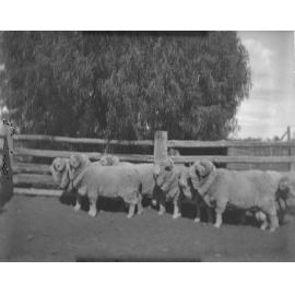 Group of 3rd Stud Rams, 1906