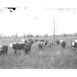 Cattle [c.1900-1914]